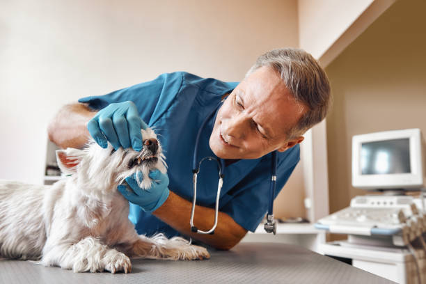 Best Emergency Treatment for Dental Infections or Abscesses in Tice, FL